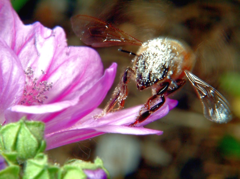 Macrofotografia, che passione!